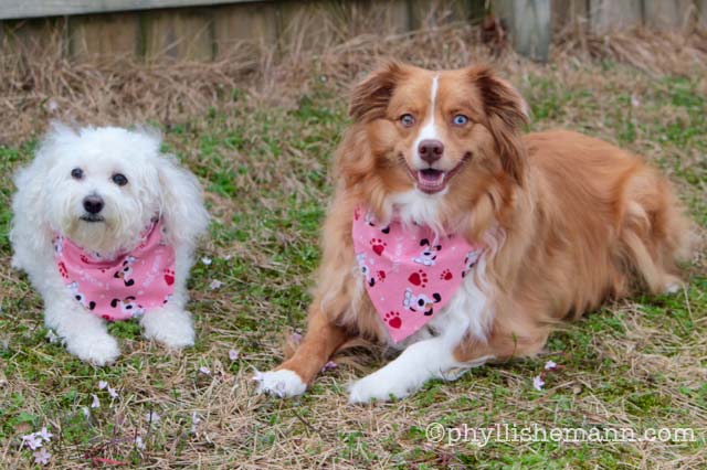 Phyllis Hemann  puppy